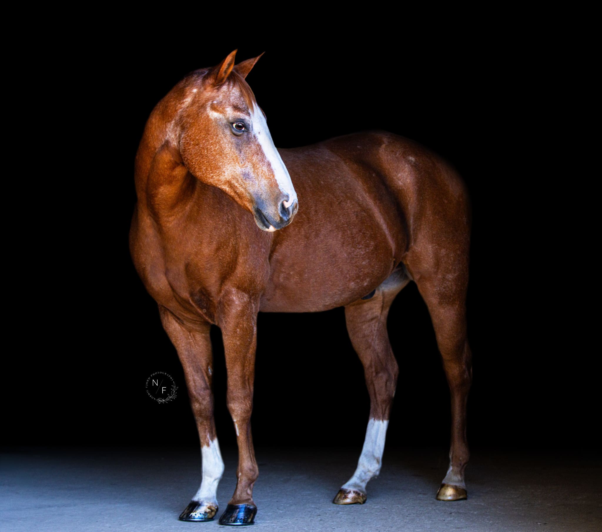 A black background photo of a chestnut horse named Sonny.